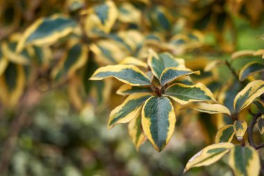 Elaeagnus pungens maculata dalı