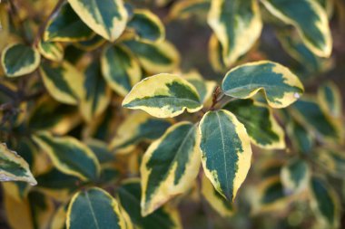 Elaeagnus pungens maculata dalı