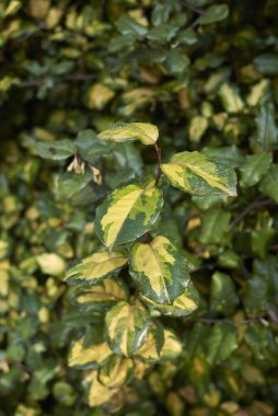 Elaeagnus pungens maculata çeşitleri