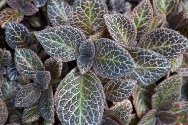 kırmızı çiçekli çiçek