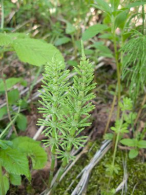 Equisetum telmateia 'nın taze bitkileri
