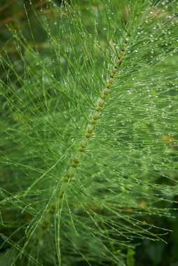 Equisetum telmateia, kapat.