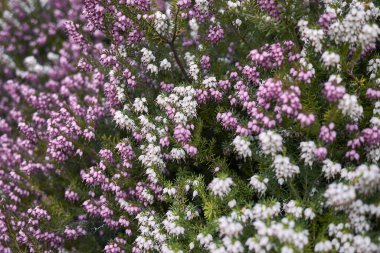 Erica Carnea çalılarının beyaz ve pembe çiçekleri