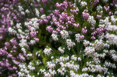 Erica Carnea çalılarının beyaz ve pembe çiçekleri