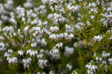 Erica Carnea çalılarının beyaz ve pembe çiçekleri