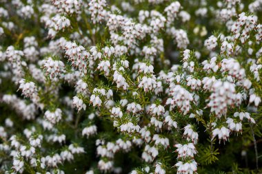 Erica Carnea çalılarının beyaz ve pembe çiçekleri