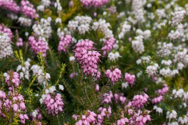 Erica Carnea çalılarının beyaz ve pembe çiçekleri