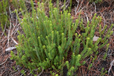 Erica Multiflora 'nın taze bitkileri 