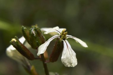 Eruca Vesicaria bitkileri çiçek açtı      