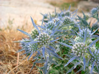 Eryngium alpinyum bitkisinin yeşil ve mavi infloresansı