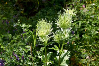 Eryngium alpinyum taze cilt bakımı