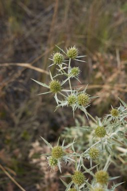 Eryngium kampı manzarası