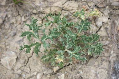 Eryngium kampı manzarası