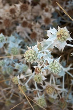 Eryngium maritimum çiçek açtı.