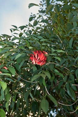Erythrina Crista-galli kırmızı çiçek