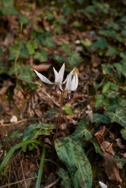 Eritranyum inleri-canis whit beyaz çiçek