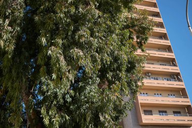 okaliptüs ağacının dalları