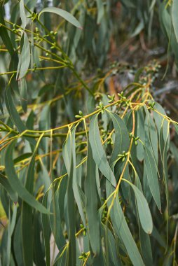 Eucalyptus perriniana ağacının dalları