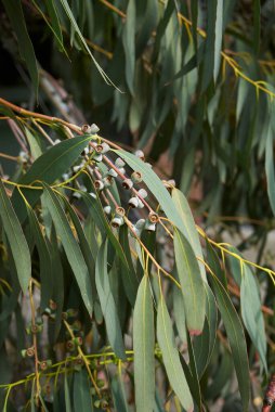 Eucalyptus perriniana ağacının dalları