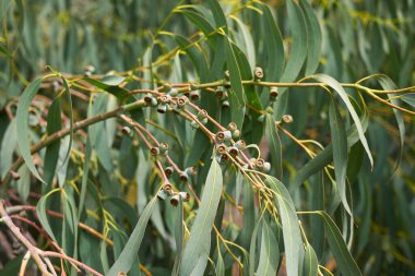 Eucalyptus perriniana ağacının dalları