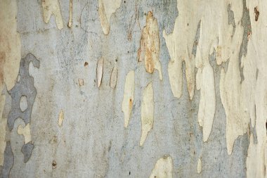 Okaliptüs agacinin desenli kabugu