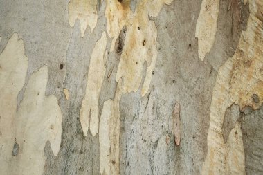 Okaliptüs dalrympleana ağacının desenli kabuğu