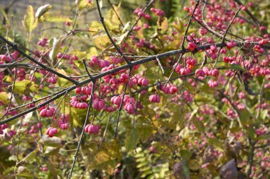 Pembe meyveli Euonymus europaeus dalı