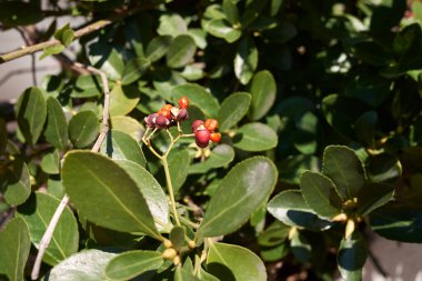 Meyveli Euonymus japonicus