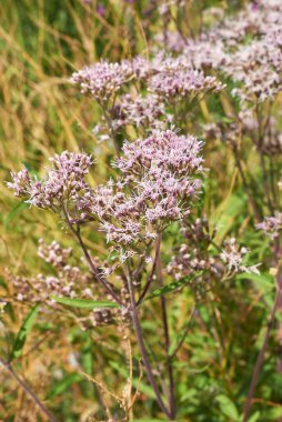 Eupatorium cannabinum bitkisinin pembe şişmesi