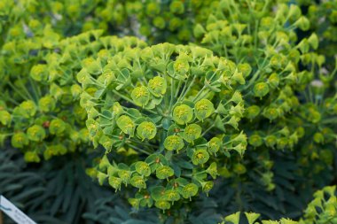 Euphorbia 'nın manzarası
