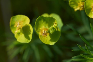 Euphorbia cyparissia görünümü