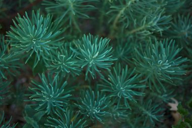 Euphorbia cyparissia görünümü