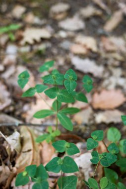 Mutluluk taze bitkiler.