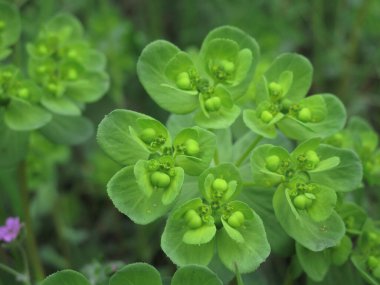 Euphorbia helioskopisi yakın çekim