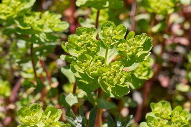 Euphorbia helioskopisi çiçek açtı.