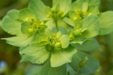 Euphorbia helioskopisi çiçek açtı.