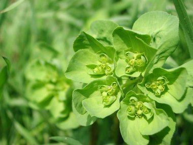 Euphorbia helioskopi çiçeğinin başlığını kapat.