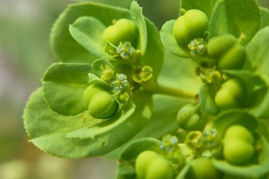 Euphorbia helioskopi yeşil infloresans