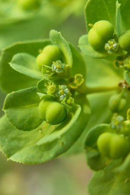 Euphorbia helioskopi yeşil infloresans