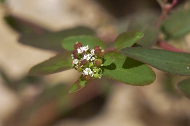 Euphorbia hyssopifolia yakın çekim