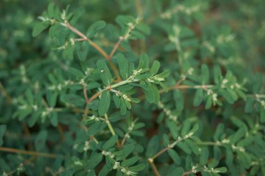 Euphorbia maculata görünümü