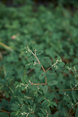 Euphorbia maculata görünümü