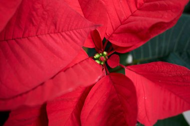 Euphorbia pulcherrima bitkisinin kırmızı ve yeşil yaprakları