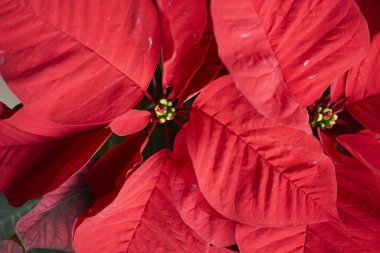 Euphorbia pulcherrima bitkisinin kırmızı ve yeşil yaprakları