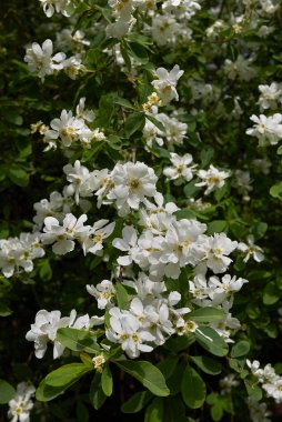 Exochorda racemosa çalılarının beyaz çiçeği