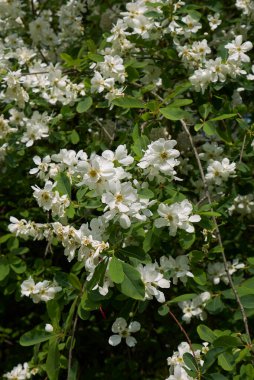 Exochorda racemosa çalılarının beyaz çiçeği