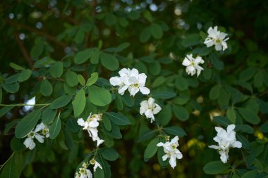 Dış kolda racemosa çiçek açmış.