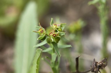 Euphorbia exigua renkli infloresans