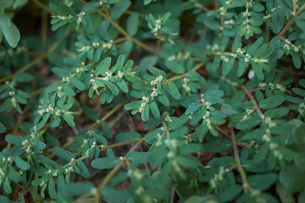 Euphorbia maculata görünümü