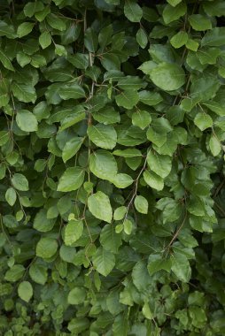 İlkbaharda Fagus sylvatica pendula